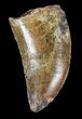 Carcharodontosaurus Tooth - Serrated #52833-1